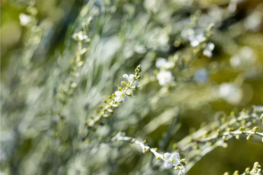 Gomphostigma virgatum