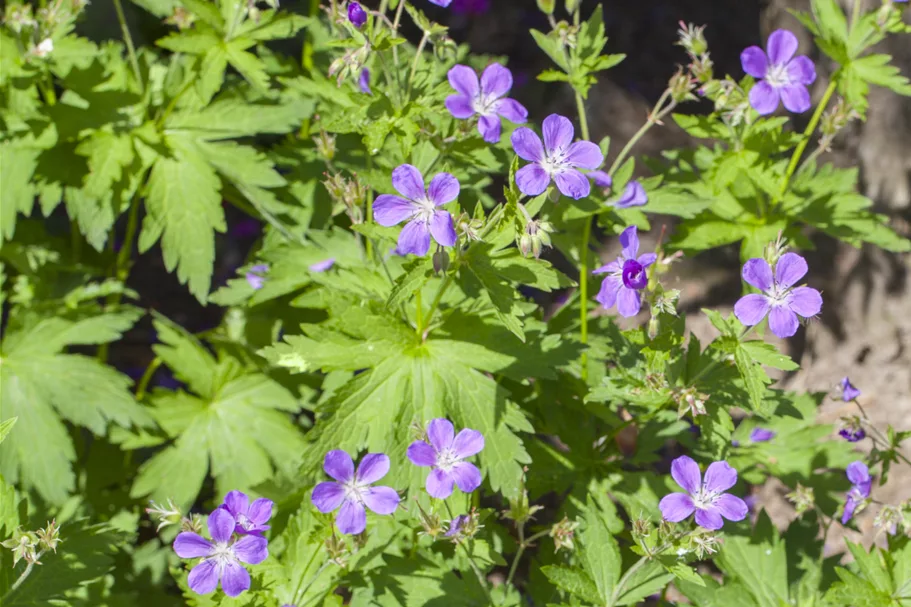 Geranium sylvaticum 'Mayflower'