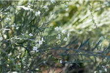 Gomphostigma virgatum