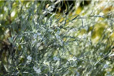 Gomphostigma virgatum