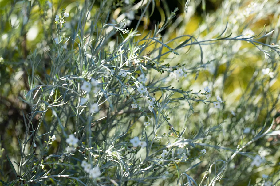 Gomphostigma virgatum