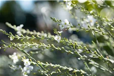 Gomphostigma virgatum