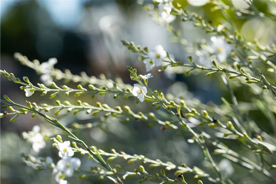 Gomphostigma virgatum
