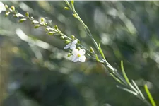 Gomphostigma virgatum