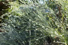 Gomphostigma virgatum