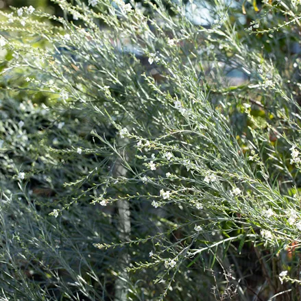 Gomphostigma virgatum