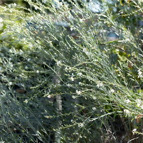 Gomphostigma virgatum