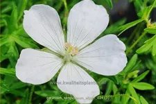 Geranium sanguineum 'Album'