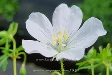 Geranium sanguineum 'Album'