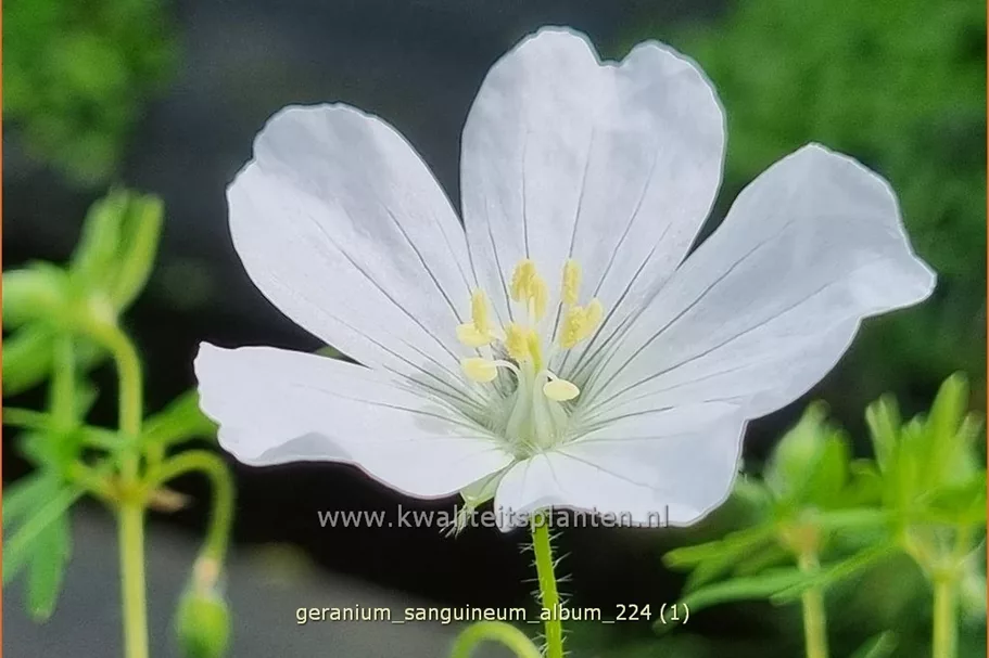 Geranium sanguineum 'Album'