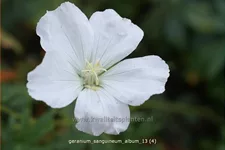 Geranium sanguineum 'Album'