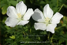 Geranium sanguineum 'Album'