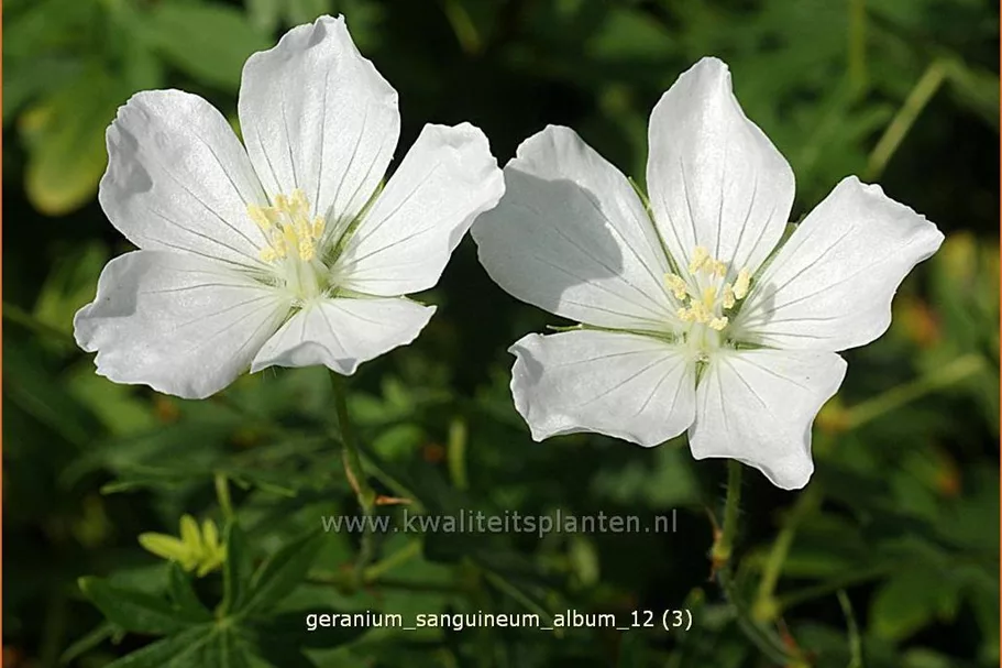 Geranium sanguineum 'Album'