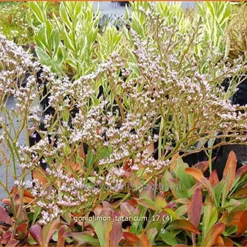 Goniolimon tataricum