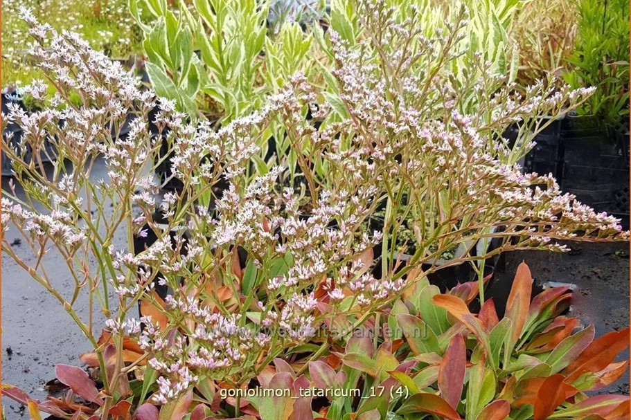 Goniolimon tataricum