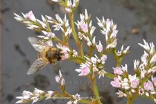 Goniolimon tataricum