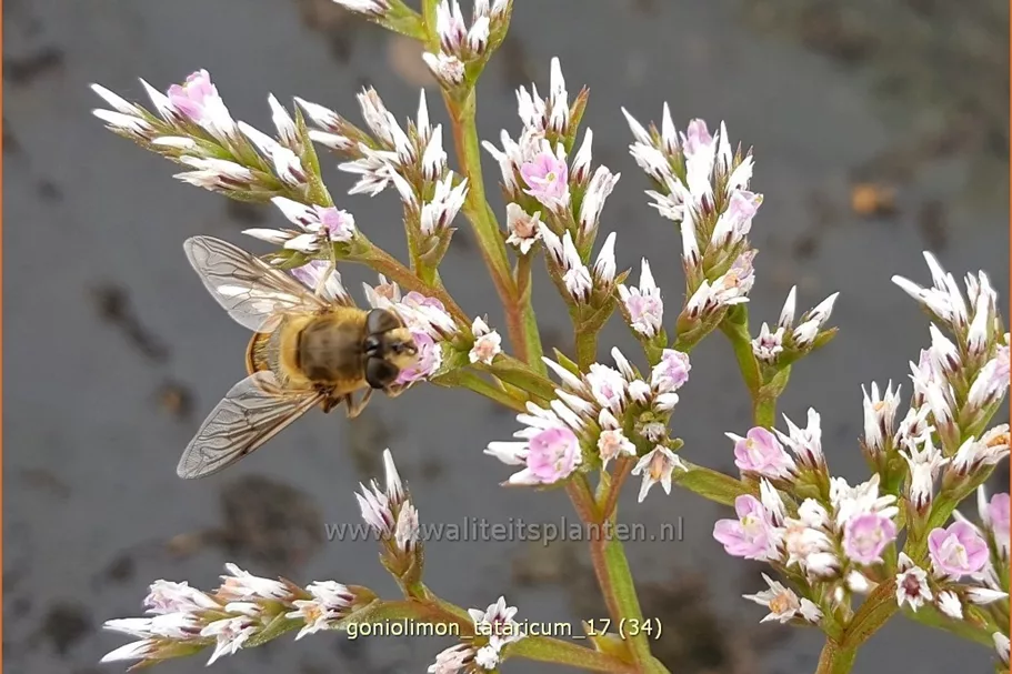 Goniolimon tataricum