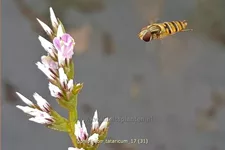 Goniolimon tataricum