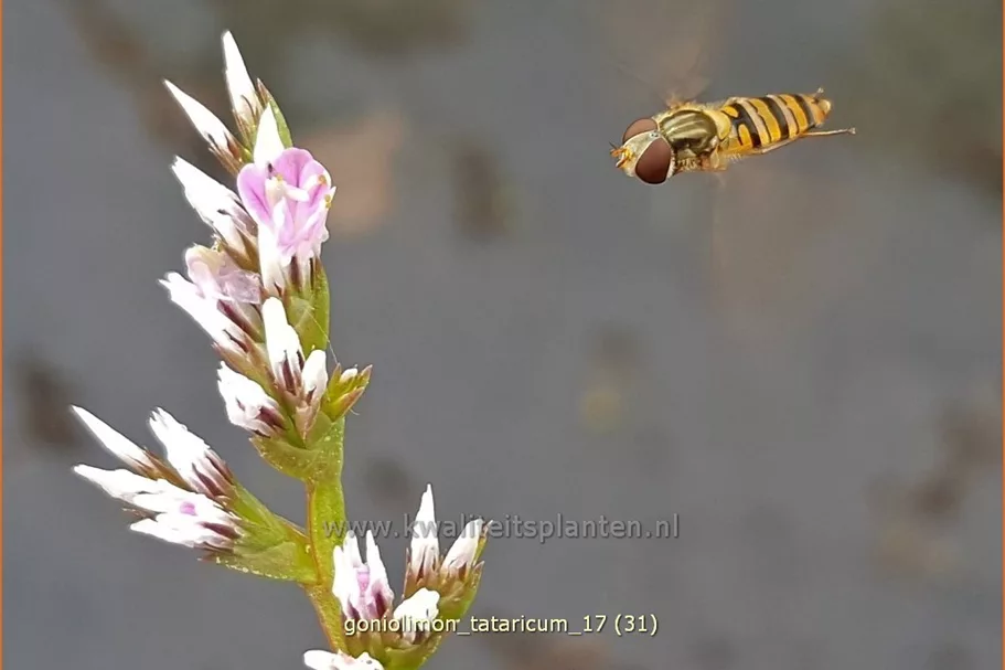 Goniolimon tataricum