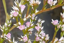 Goniolimon tataricum