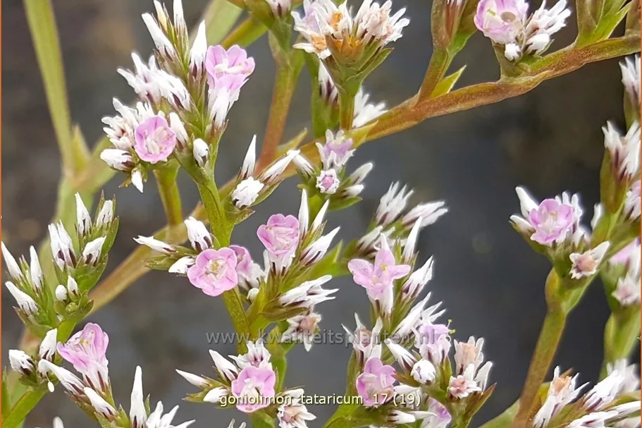 Goniolimon tataricum