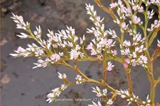 Goniolimon tataricum