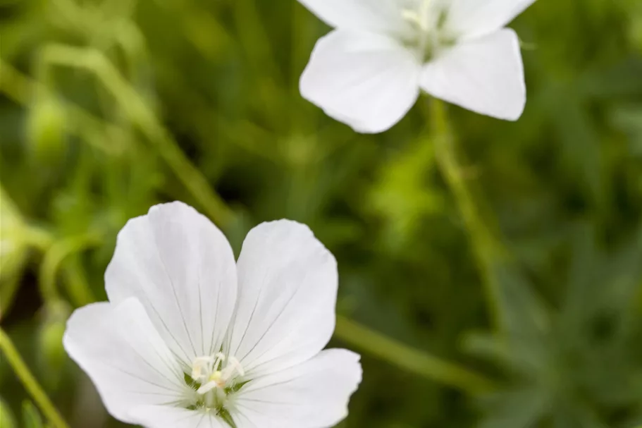 Geranium sanguineum 'Album'