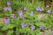 Geranium renardii 'Terre Franche'
