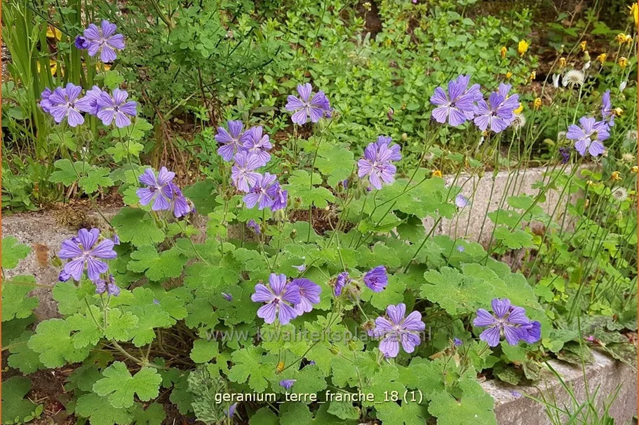 Geranium renardii 'Terre Franche'