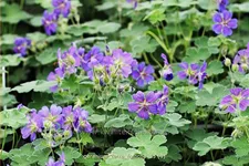 Geranium renardii 'Terre Franche'