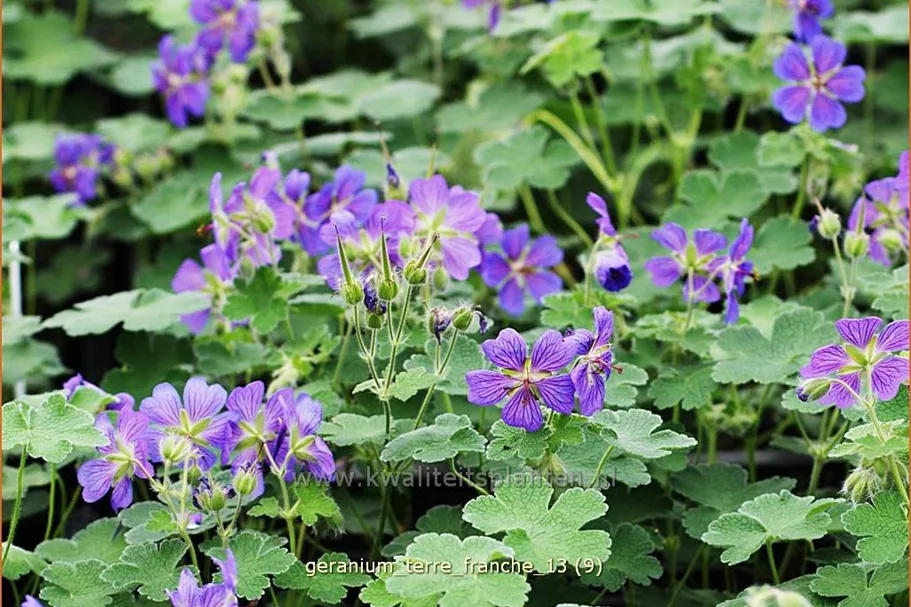 Geranium renardii 'Terre Franche'