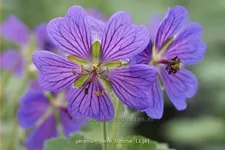 Geranium renardii 'Terre Franche'
