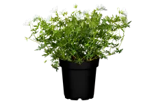 Geranium sanguineum 'Album'