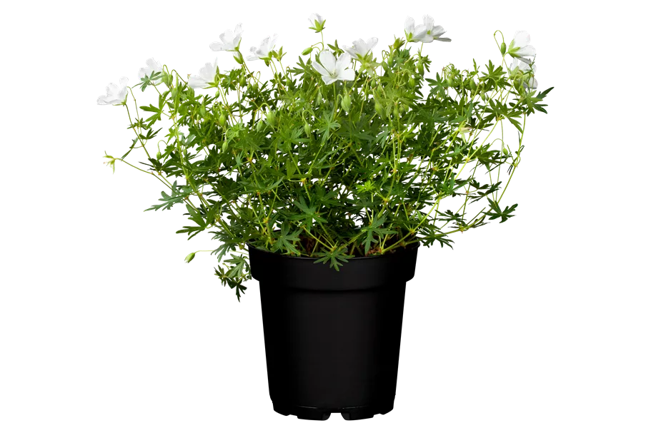 Geranium sanguineum 'Album'