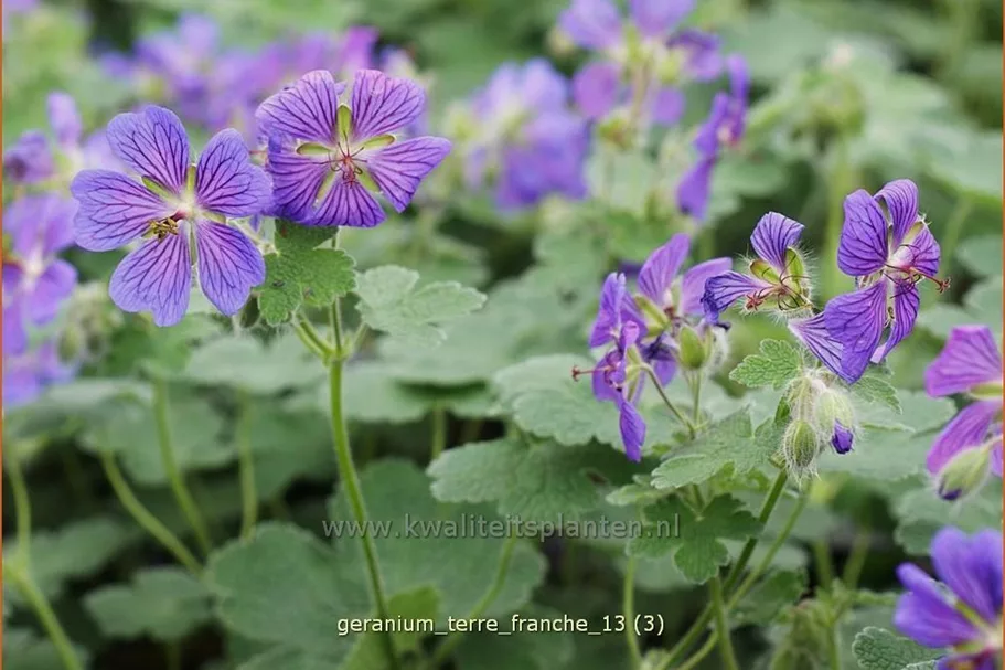 Geranium renardii 'Terre Franche'