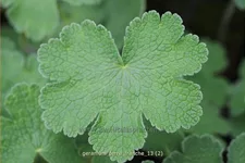 Geranium renardii 'Terre Franche'