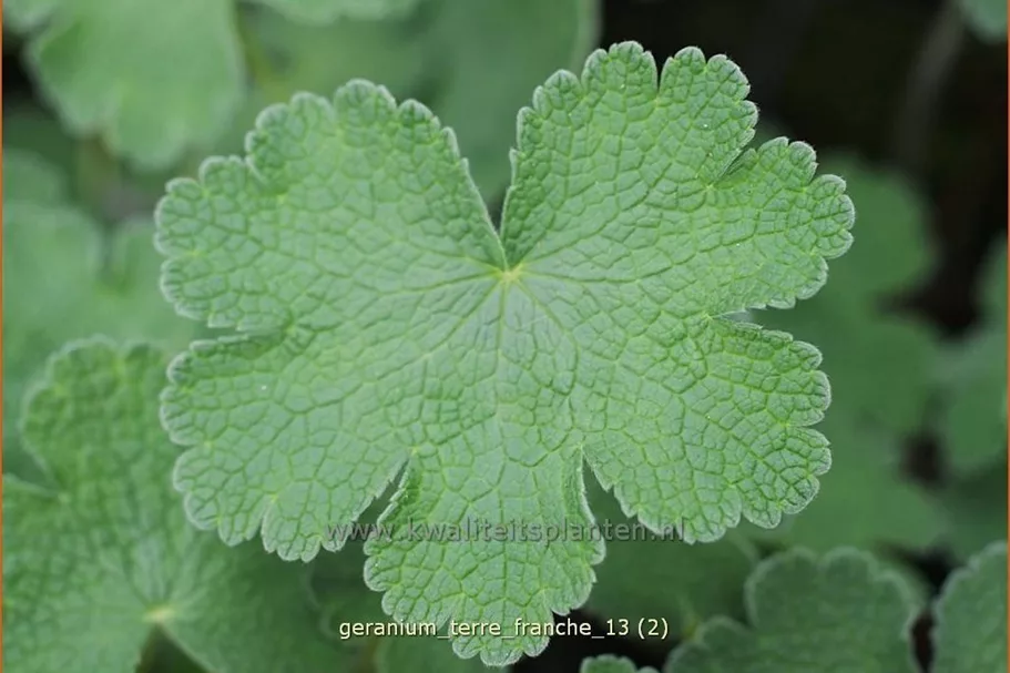 Geranium renardii 'Terre Franche'