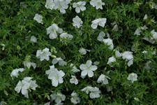 Geranium sanguineum 'Album'