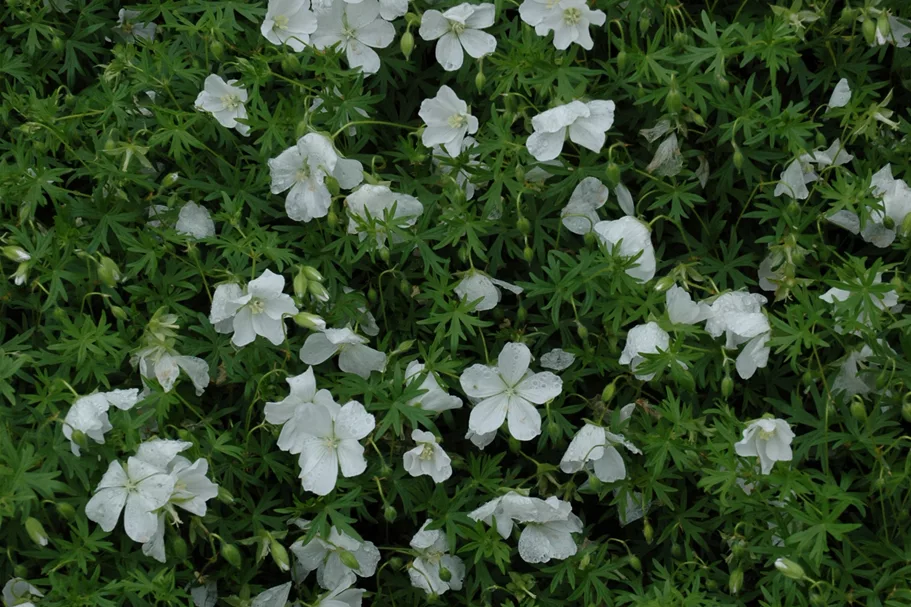 Geranium sanguineum 'Album'