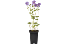 Geranium renardii 'Terre Franche'