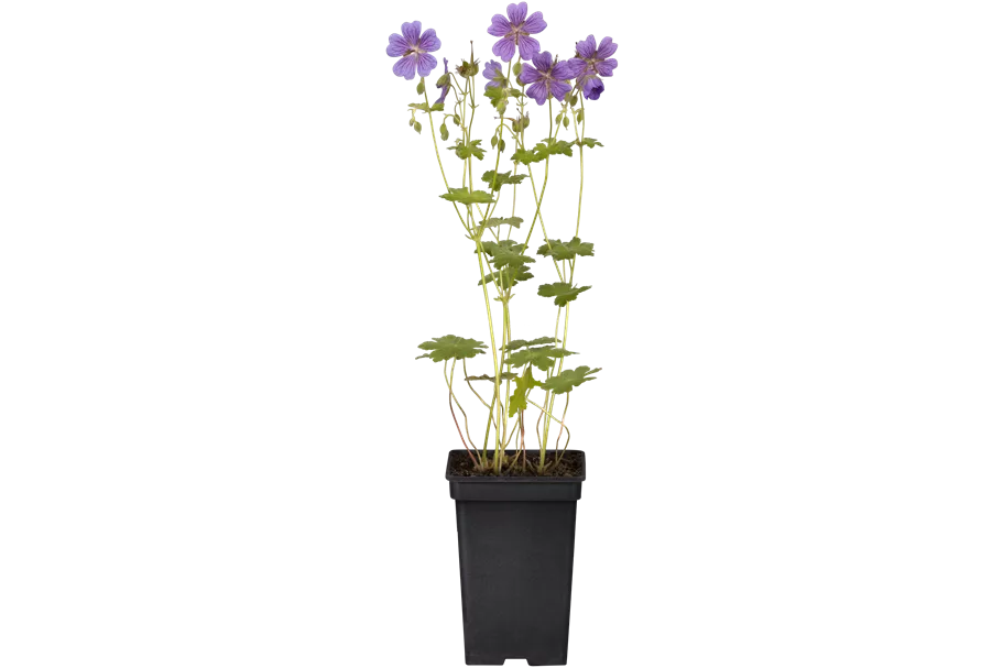 Geranium renardii 'Terre Franche'