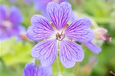 Geranium renardii 'Terre Franche'
