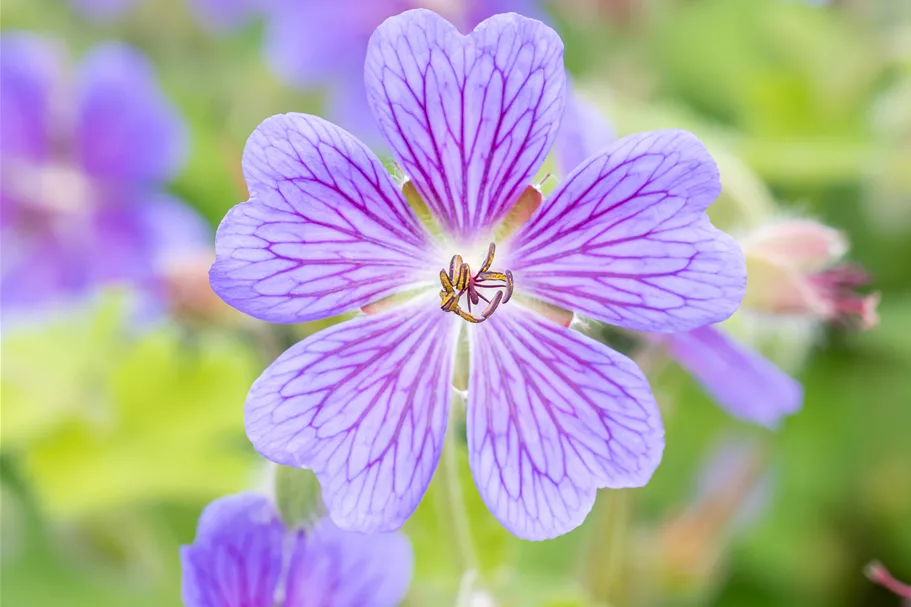 Geranium renardii 'Terre Franche'