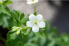 Geranium sanguineum 'Album'