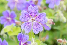 Geranium renardii 'Terre Franche'