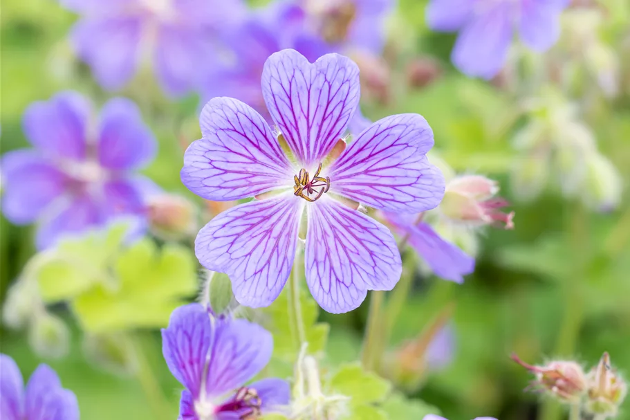 Geranium renardii 'Terre Franche'
