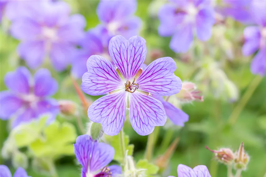 Geranium renardii 'Terre Franche'