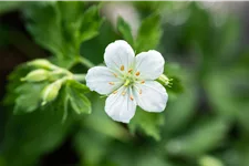 Geranium sanguineum 'Album'