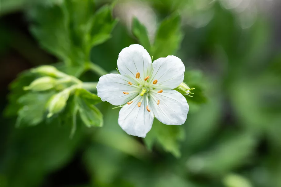 Geranium sanguineum 'Album'