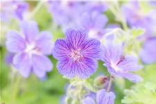 Geranium renardii 'Terre Franche'